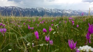 flowers in the bridger mountains in bozeman montana