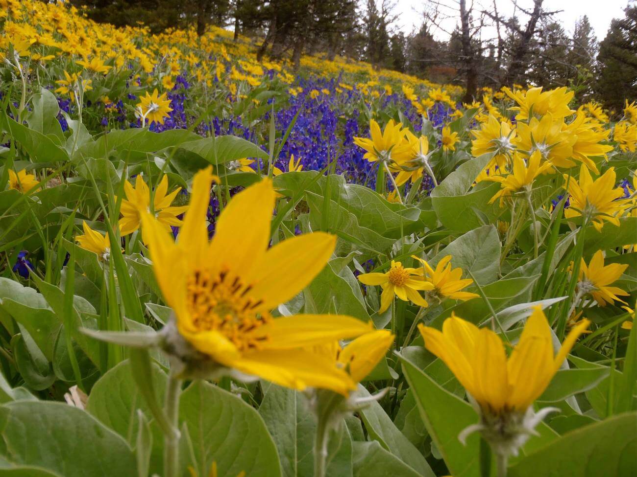 montana flowers - bozeman blog